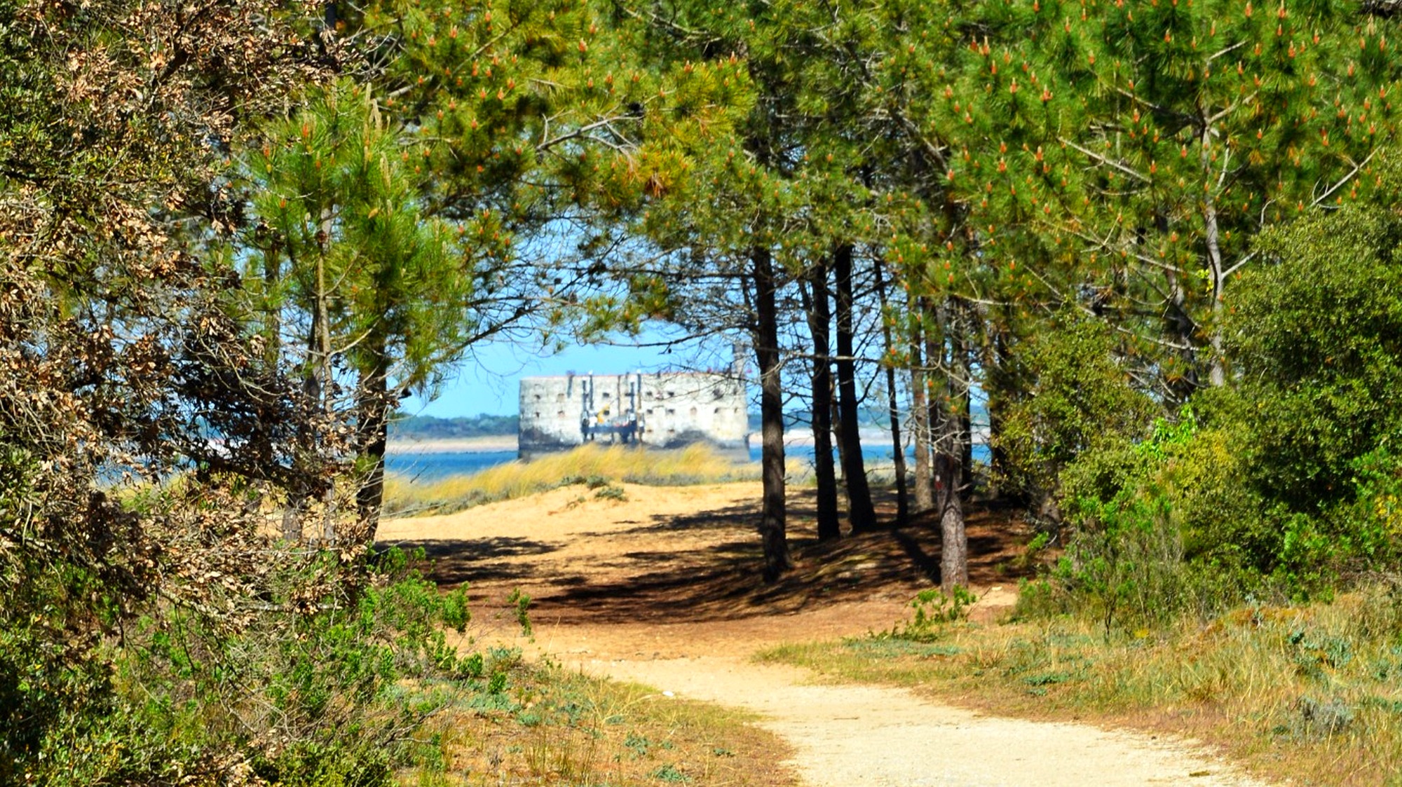 chemin-oleron-paysage